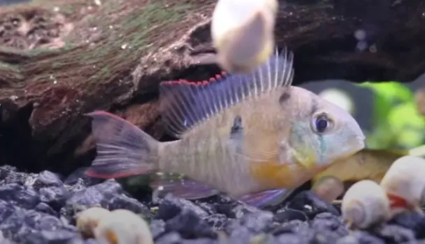 Bolivian Ram