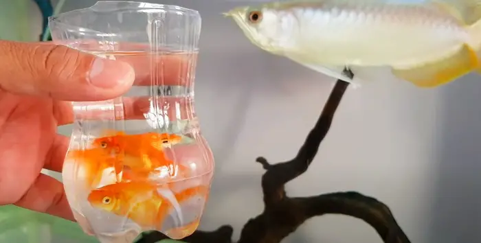 Can Arowana Fish Live With Goldfish