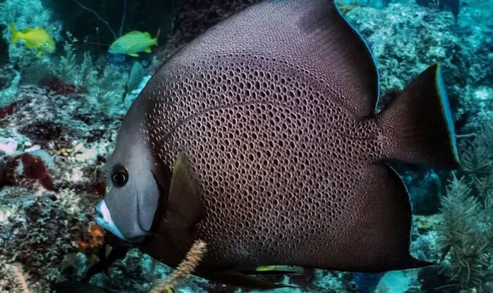 Do Angelfish Have Teeth (All The Facts Here)