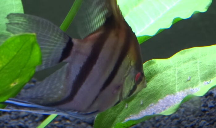How Long Does It Take For Angel Fish Eggs To Hatch?