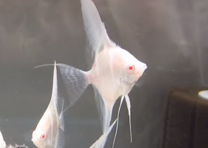 Albino Angelfish 