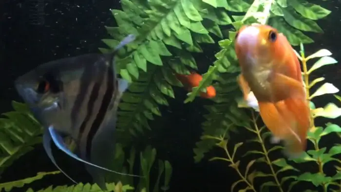Angelfish Live With Goldfish 