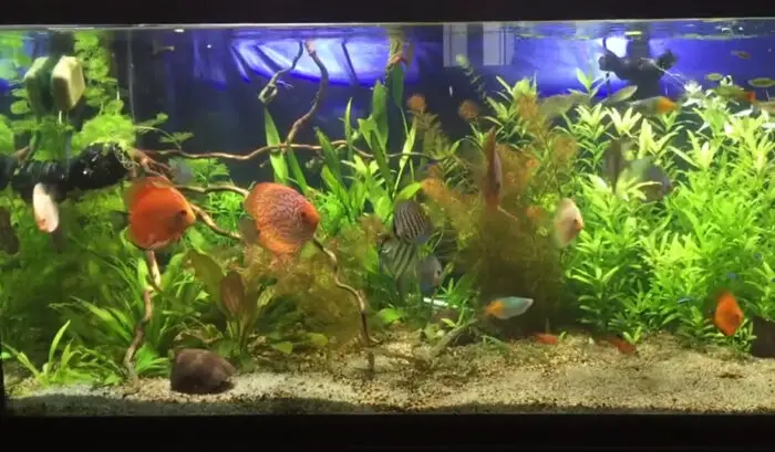 Angelfish and Discus Fish Live Together