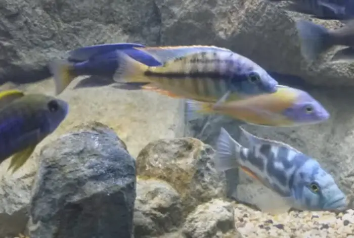 are-cichlids-aggressive-how-to-reduce-aggression