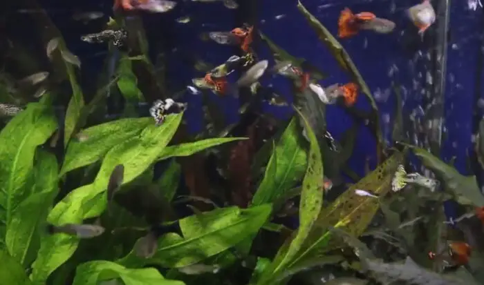 Are Guppies Schooling Fish