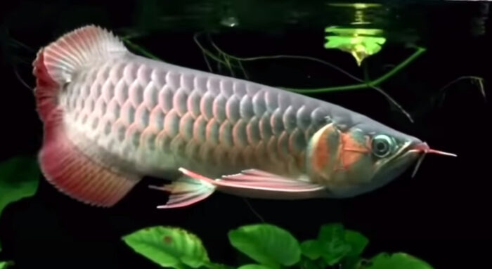 Arowana Not Eating