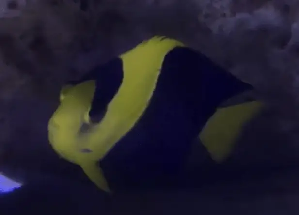 Bicolor Angelfish