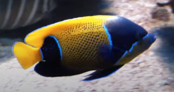 Blue Girdled Angelfish