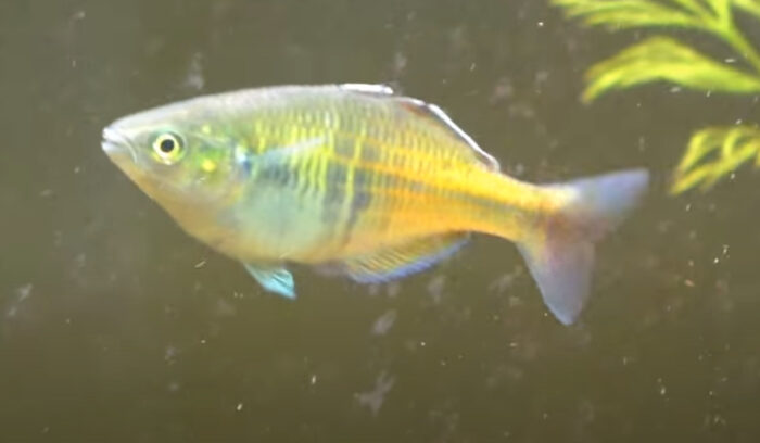 Boesemani Rainbow Fish