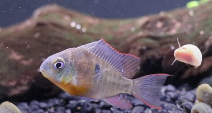 Bolivian Ram