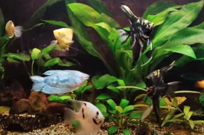 Can Angelfish Live With Gouramis