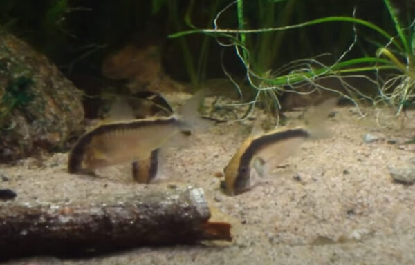 corydoras gravel substrate