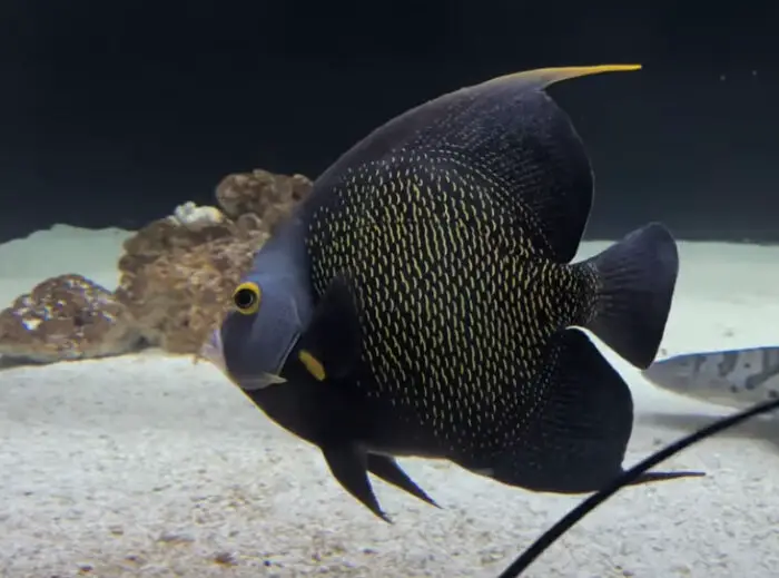 French Angelfish