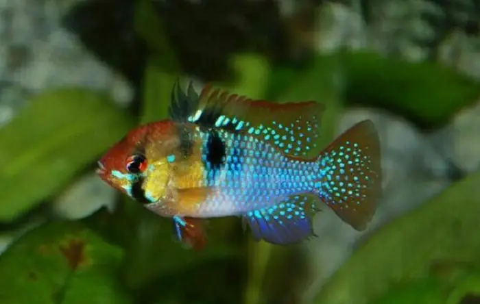 German Blue Ram