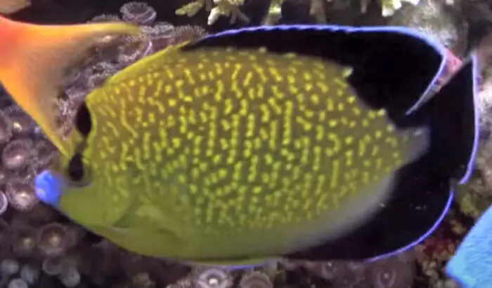 Gold Flake Angelfish