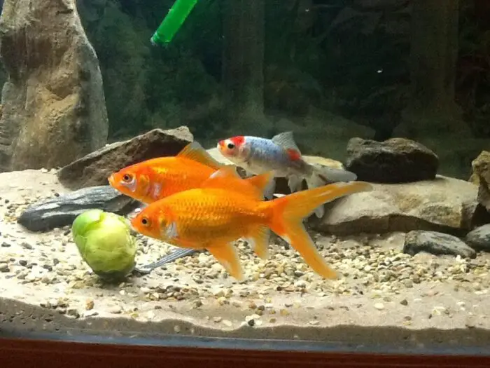 Goldfish If I Run Out Of Food