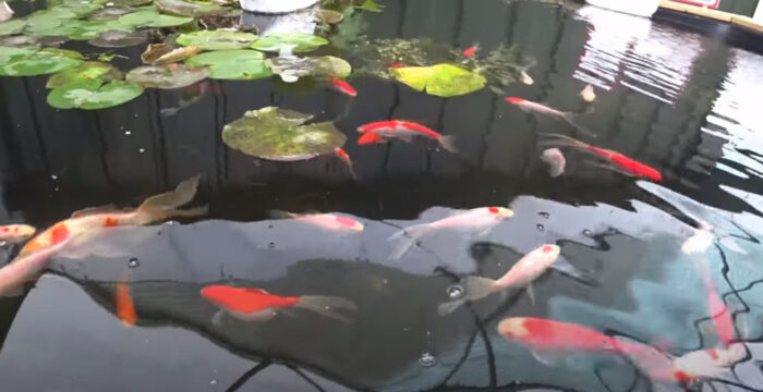 Goldfish In A Pond