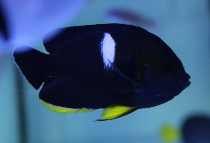 Keyhole Angelfish