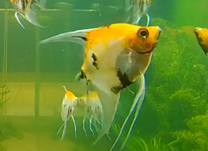 Koi Angelfish 