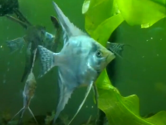 Leopard Angelfish