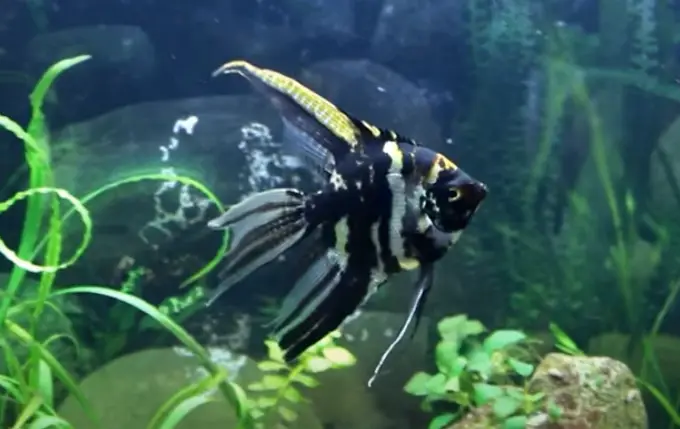 Marble Angelfish 