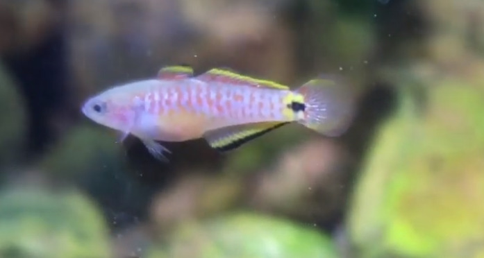 Peacock Gudgeon