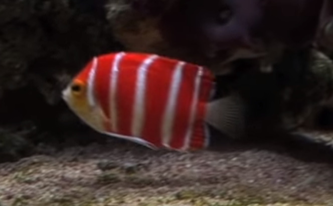 Peppermint Angelfish 