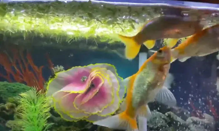 Plants Do Goldfish Eat