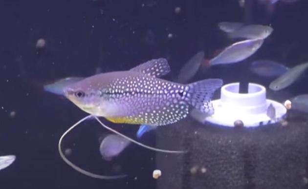 Praecox Rainbow Fish