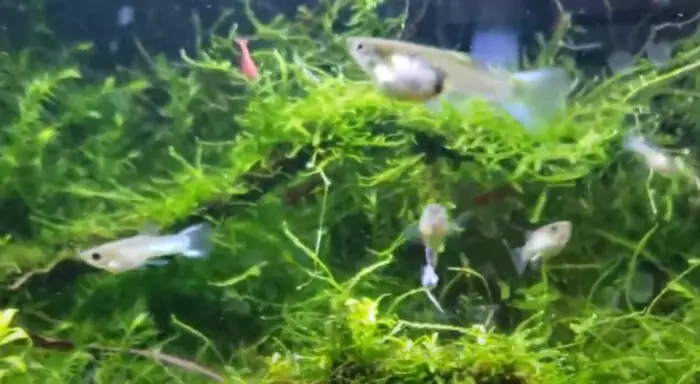 Can You Keep Pygmy Cory with Guppies