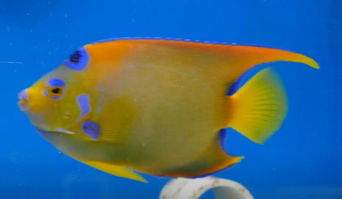 Queen Angelfish