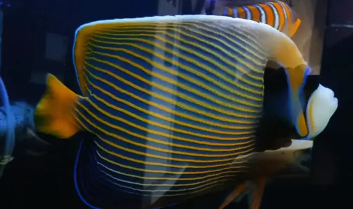 Regal Angelfish 