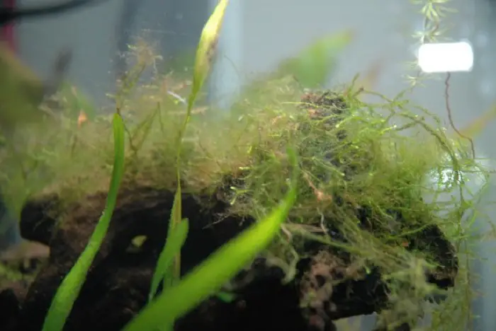 Remove Hair Algae From Java Moss