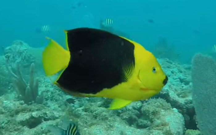 Rock Beauty Angelfish 