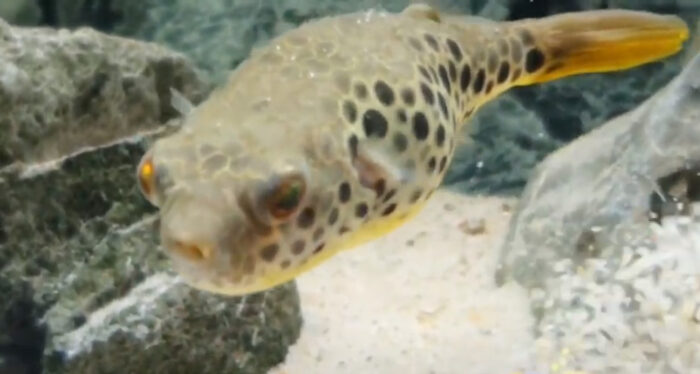 Congo spotted puffer fish