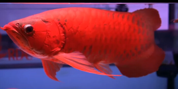 Super Red Arowana