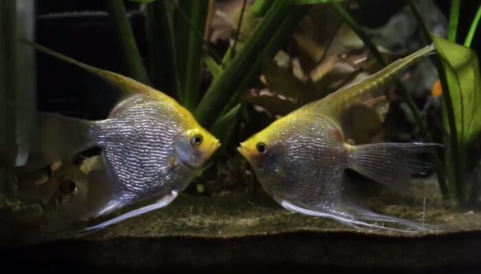 Types of Angelfish