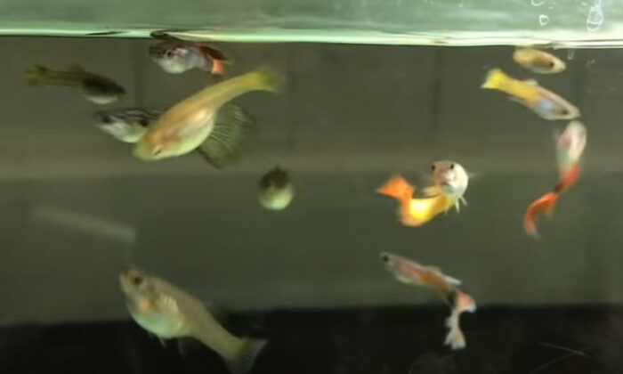 Why Keep Guppies In A School