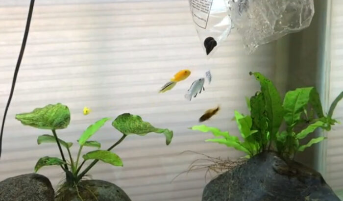 Will Cichlids Fish Eat Snails