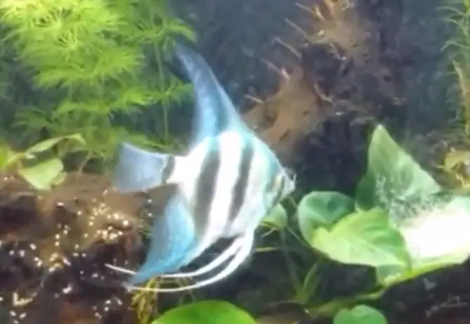 Zebra Angelfish