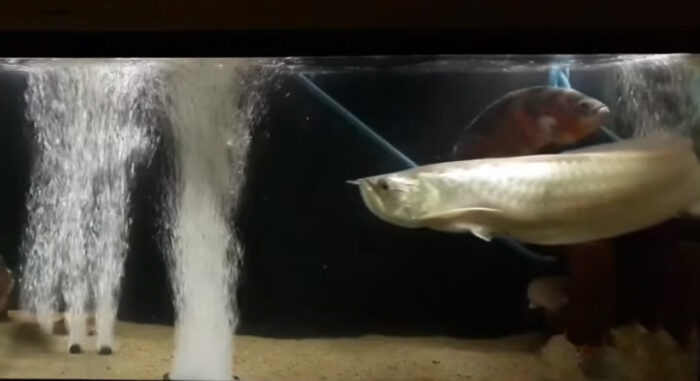 arowana fish air pump