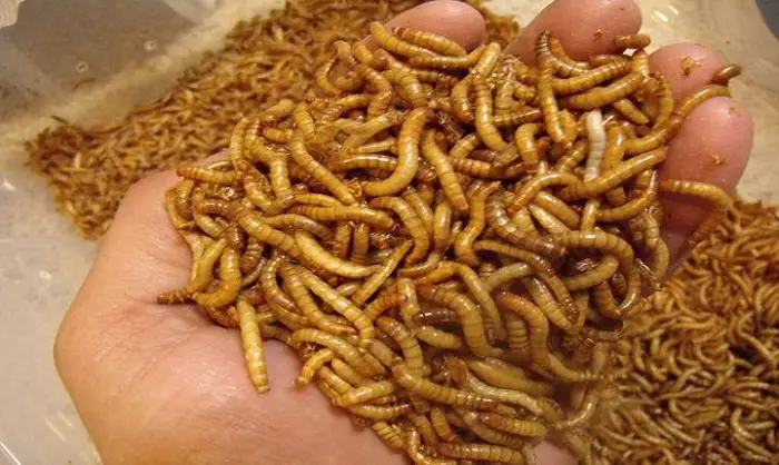 arowana meal worm