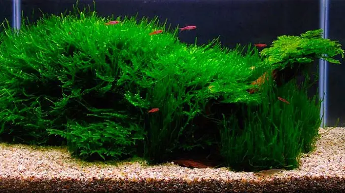 fast growing aquarium plants