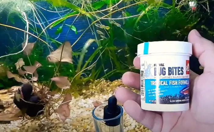 Tiger Endler Fish Care {A Complete Guide}