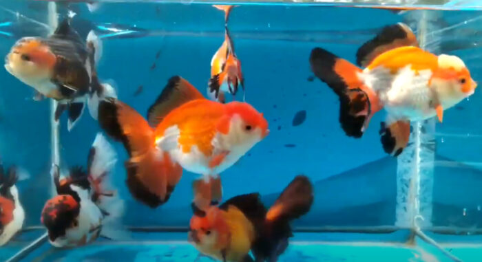 Are Goldfish Schooling Fish