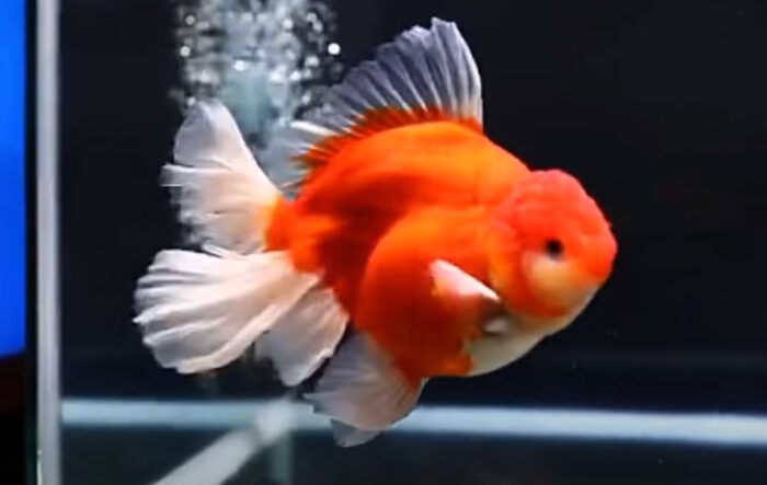 Can a Goldfish Live Alone