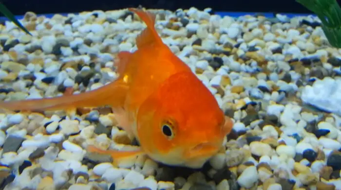 Do Goldfish Get Lonely