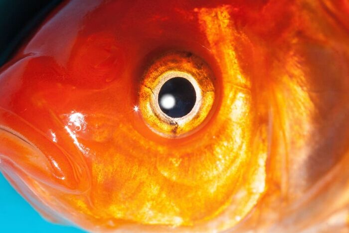Do Goldfish Have Good Eye Sight
