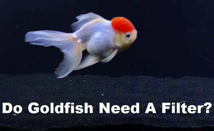 best filter for fancy goldfish