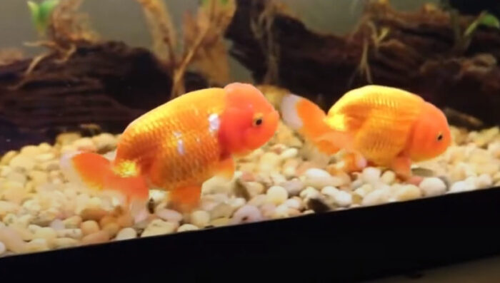 Do Goldfish Need to be in Pairs